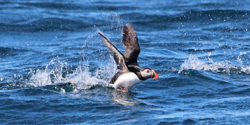 Húsavík: Original Big Whale Safari & Puffins by Speedboat - Live English commentary that helps you spot more than silhouettes