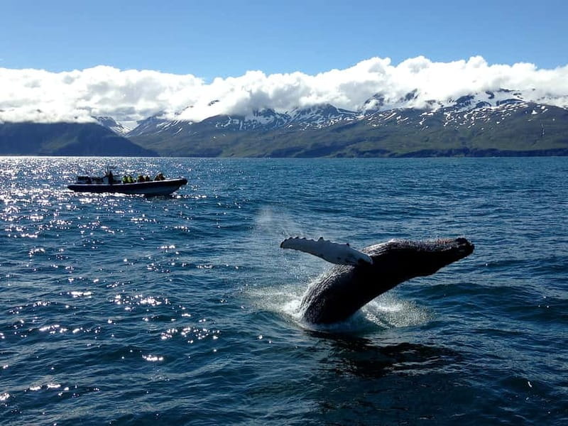 Húsavík: Original Big Whale Safari & Puffins by Speedboat - Comfort and photos: staying warm without turning the day into a chore