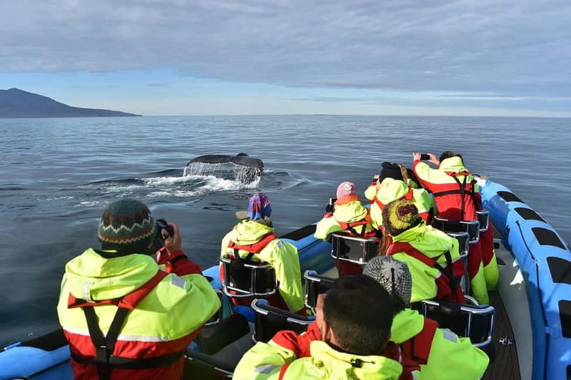 Húsavík: Original Big Whale Safari & Puffins by Speedboat - Price and value: is $175 for two hours a smart buy?