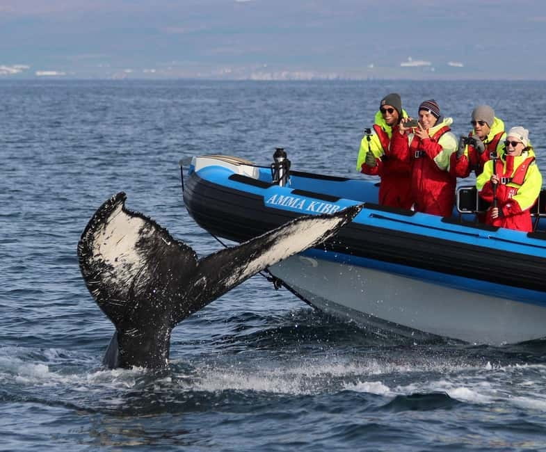 Húsavík: Original Big Whale Safari & Puffins by Speedboat - Gentle Giants meeting point and the gear that actually keeps you comfortable