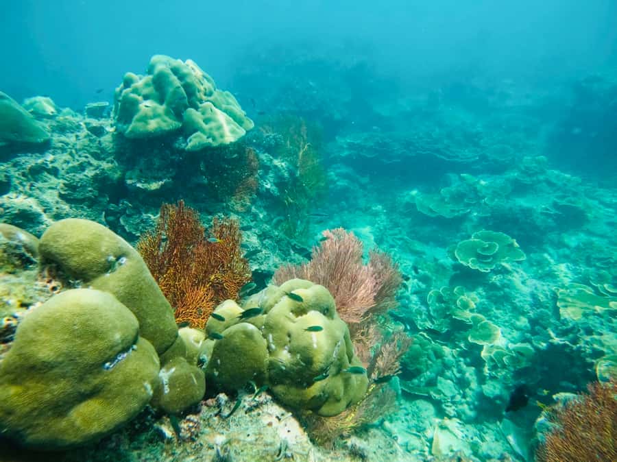 Khao Lak: Phi Phi & Bamboo Island Day Trip by Speedboat - Viking Cave: a short sightseeing hit with big visual payoff