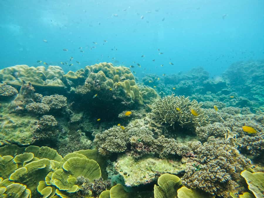 Khao Lak: Phi Phi & Bamboo Island Day Trip by Speedboat - Phi Phi Holiday Resort and lunch: where the day gives you fuel