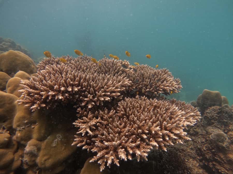 Khao Lak: Phi Phi & Bamboo Island Day Trip by Speedboat - The speedboat ride: clean, comfortable, and very “we’ve got you”