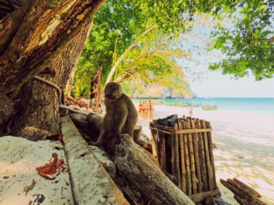 Ko Lanta: Phi Phi Day Trip by Speed Boat - Maya Bay quick stop and the practical photo plan
