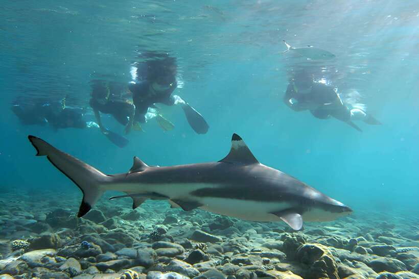 Ko Phi Phi Don: Speedboat Day Trip with Shark Snorkeling - Key Details That Matter Most