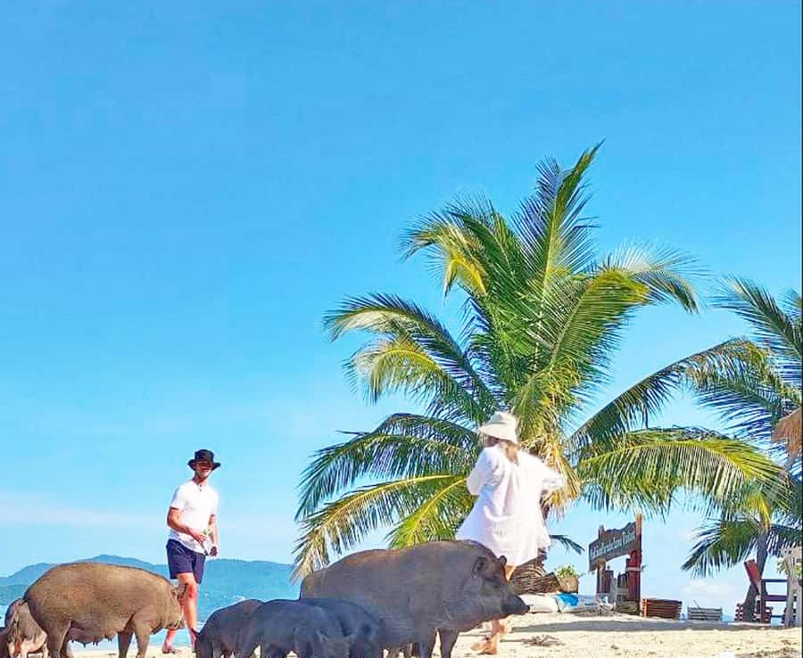 Ko Samui: Pig Island Snorkeling and Koh Tan Speedboat Tour - Koh Tan Snorkeling Stop: Calm Water Makes a Difference