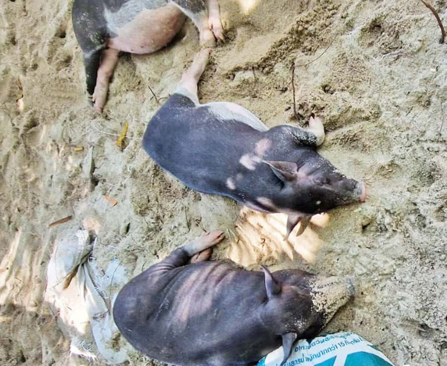 Ko Samui: Pig Island Snorkeling and Koh Tan Speedboat Tour - Who Should Book This Tour on Koh Samui
