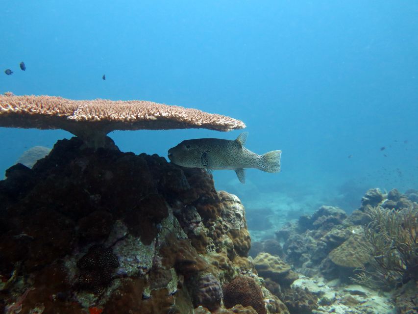 Koh Chang: Half-Day Snorkeling Adventure on a Speedboat - Who This Koh Chang Speedboat Snorkeling Trip Is Best For
