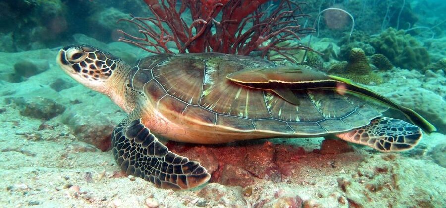 Koh Chang: Half-Day Snorkeling Adventure on a Speedboat - Two Guided Snorkeling Stops Around Koh Chang Reefs