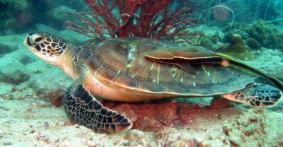 Koh Chang: Half-Day Snorkeling Adventure on a Speedboat - Getting to the Water: Speedboat Ride and Safety With a Guide