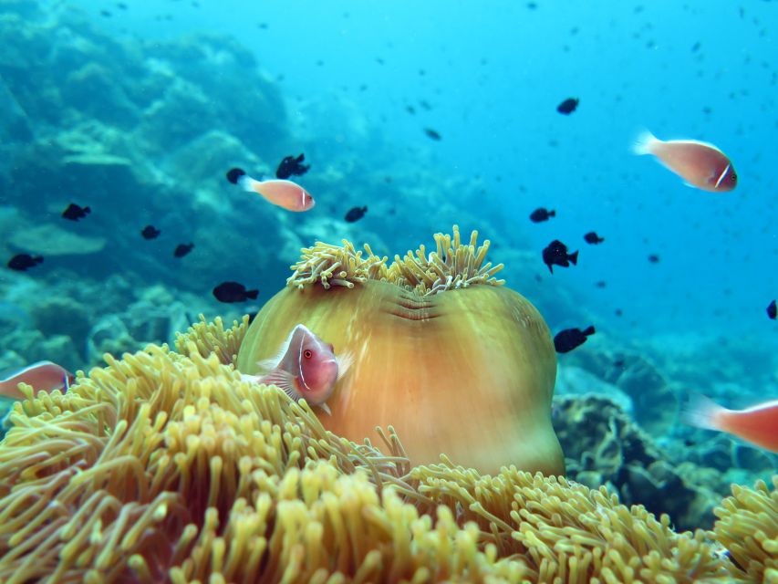 Koh Chang: Half-Day Snorkeling Adventure on a Speedboat - Timing, Transfers, and Practical Logistics That Save Your Day
