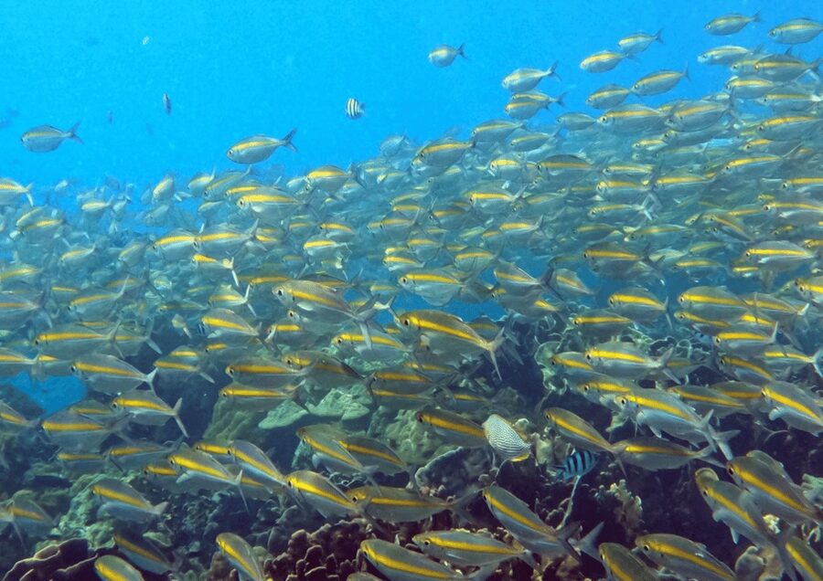 Koh Kood: Snorkeling Speedboat Tour with Lunch and Transfer - Key points before you go