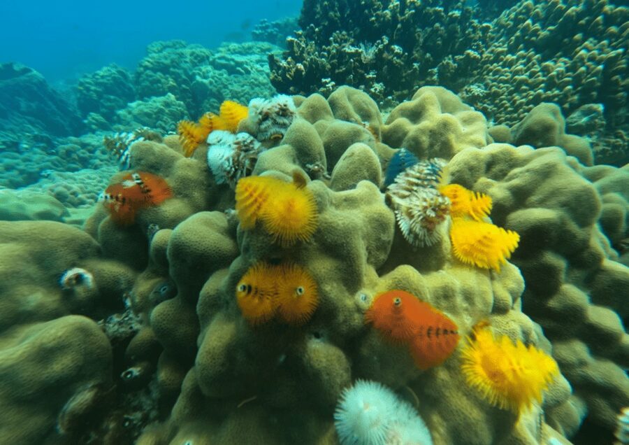 Koh Kood: Snorkeling Speedboat Tour with Lunch and Transfer - Included Lunch and Bottled Water: Good Value for a Short Day