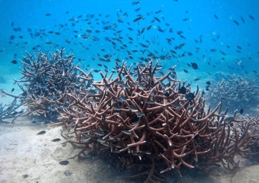 Koh Kood: Snorkeling Speedboat Tour with Lunch and Transfer - Stop 2: Ko Raet Snorkeling and Why a Second Stop Matters
