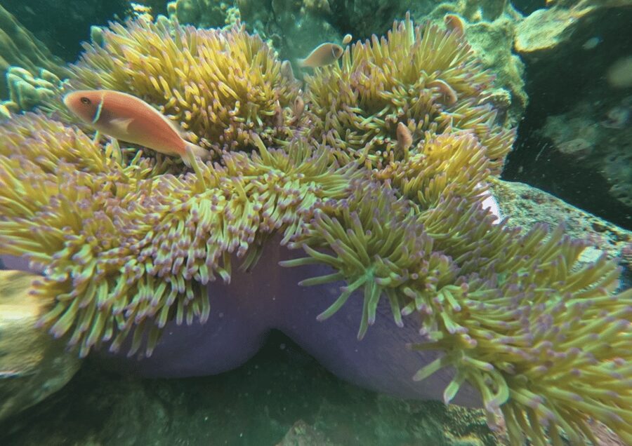 Koh Kood: Snorkeling Speedboat Tour with Lunch and Transfer - Koh Kood Lunch Break: Food, Photos, and a Scenic Pause
