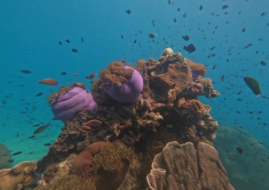 Koh Kood: Snorkeling Speedboat Tour with Lunch and Transfer - Speedboat Reality Check: Comfort, Pace, and Motion