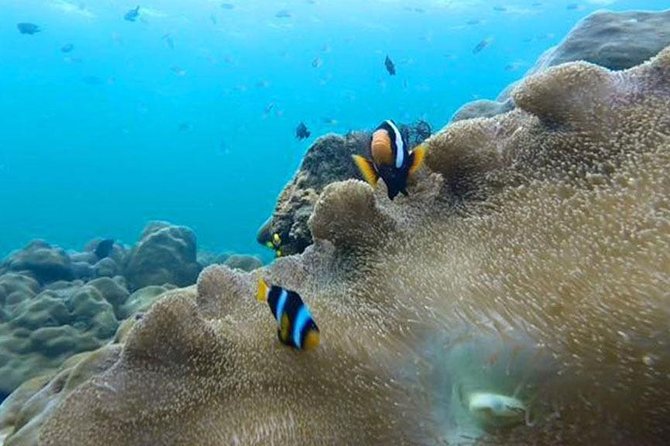 Koh Rok and Koh Haa Snorkeling Trip by Speedboat from Koh Lanta - Price and logistics: where your money goes (and where extra fees pop up)