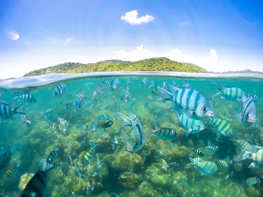 Koh Samui: Pig Island & Koh Tan Snorkeling by Speed boat - Key Highlights You’ll Feel Immediately