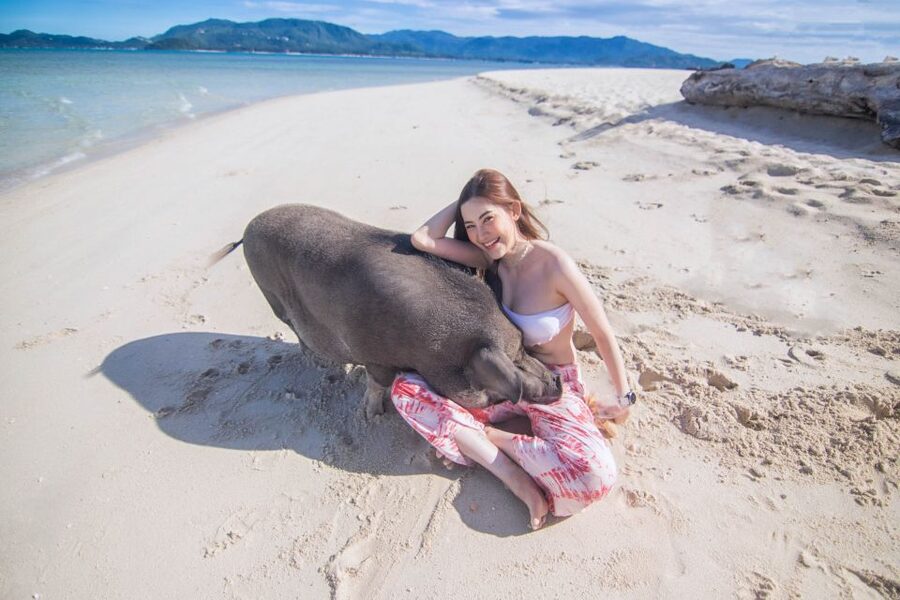 Koh Samui: Pig Island & Koh Tan Snorkeling by Speed boat - Practical Tips to Get the Best Day