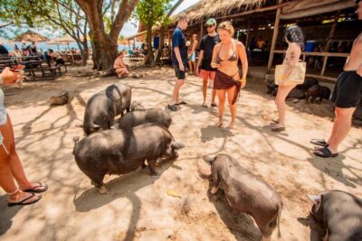 Koh Samui: Pig Island & Koh Tan Speedboat Tour with Lunch - Price and value: what $47 covers (and what costs extra)