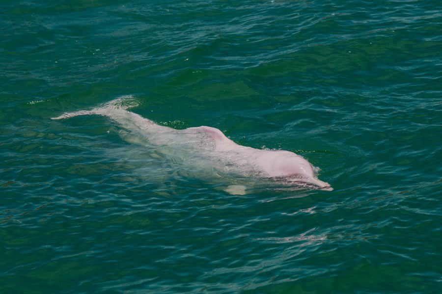 Koh Samui: Pink Dolphin Spotting & Pig Island Speedboat Tour - Tips to improve your odds with dolphins and reef time
