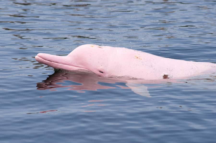 Koh Samui: Pink Dolphin Spotting & Pig Island Speedboat Tour - Speedboat day trip logistics: from your hotel to Thong Krut Pier