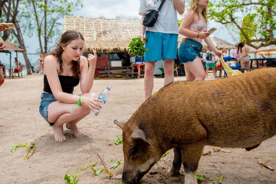 Koh Samui: Pink Dolphin Spotting & Pig Island Speedboat Tour - Pig Island with wild boars: the beach encounter you’ll actually remember