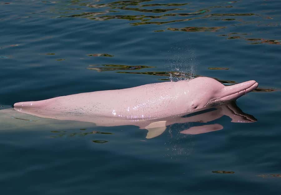Koh Samui: Pink Dolphin Spotting & Pig Island Speedboat Tour - The return loop and what to watch for