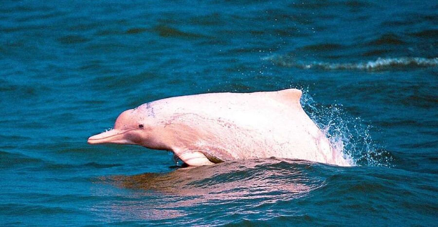 Koh Samui: Pink Dolphin Spotting & Pig Island Speedboat Tour - Price and value for about $72: where the money goes