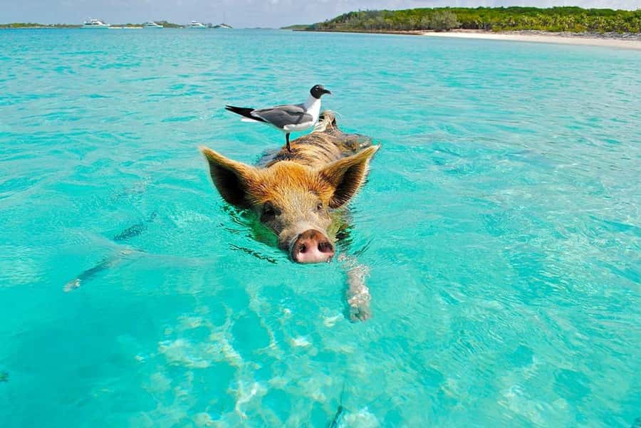 Koh Samui: Private Speedboat Tour to Koh Madsum and Koh Tan - Koh Tan snorkeling: clear water, colorful fish, and included kit