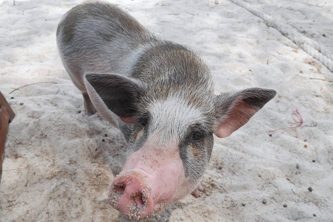 Koh Tan and Koh Madsum Snorkeling Trip By Speedboat From Koh Samui - Stop 2: Koh Madsum / Pig Island for Beaches, Pigs, and Photos