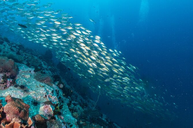Koh Tao and Koh Nang Yuan by Speedboat - Snorkeling Gear Included: What You’re Covered For (and What You Aren’t)