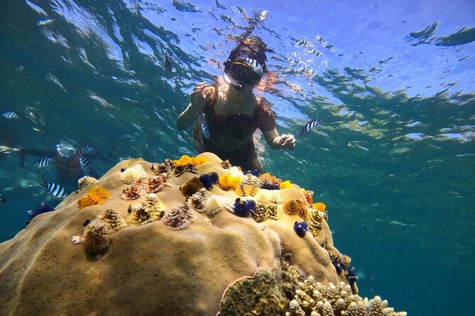 Koh Tao and Koh Nang Yuan Snorkel Tour (Speedboat from Koh Samui) - Why this speedboat day trip from Koh Samui is such a time-saver