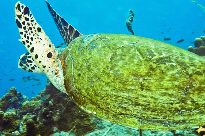 Koh Tao and Koh Nang Yuan Snorkel Tour (Speedboat from Koh Samui) - The day at a glance: timing, tide shifts, and how 9 hours can fly by