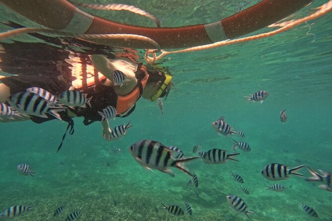 Koh Tao and Koh Nang Yuan Speedboat Tour from Koh Phangan - Stop 2: Koh Tao snorkeling with coral and colorful fish