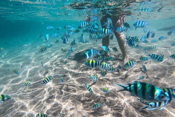 Koh Tao & Koh Nang Yuan Snorkeling Tour by Speed Boat from Samui - Samui to Two Islands in One Day: The Big Pitch