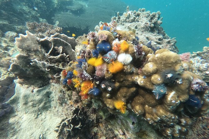 Koh Tao & Koh Nang Yuan Snorkeling Tour by Speed Boat from Samui - Koh Nang Yuan: 3-Island Snorkeling and the Viewpoint Climb