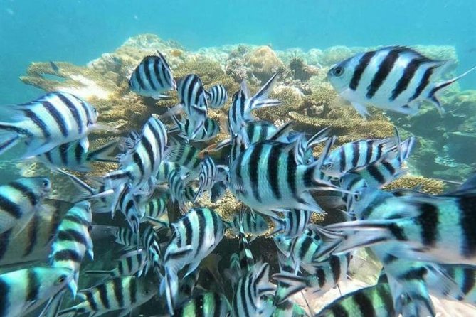 Koh Tao & Koh Nangyuan by Speed Boat (Snorkeling trip from Koh Samui) - Price and value: what you pay for at $58.49 and what you still need to budget