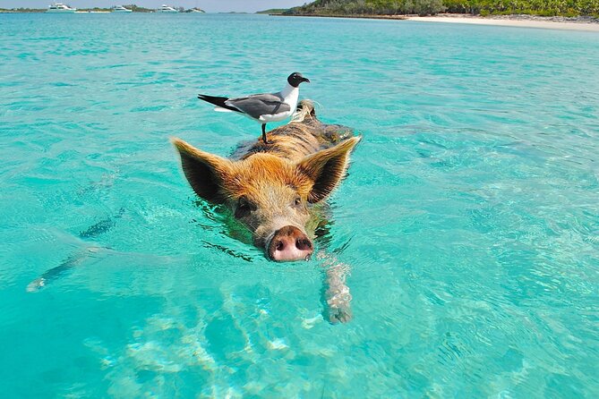 kohsamui.tours - Pig Island Snorkeling Eco Tour by Speed Boat - Getting back to Koh Samui: timing, sea views, and possible turtle sightings