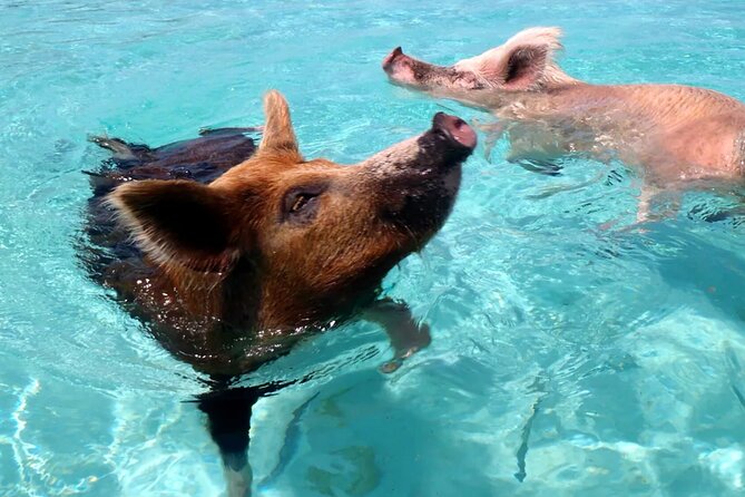 kohsamui.tours - Pig Island Snorkeling Eco Tour by Speed Boat - Who should book this Koh Samui speed-boat Pig Island snorkeling tour