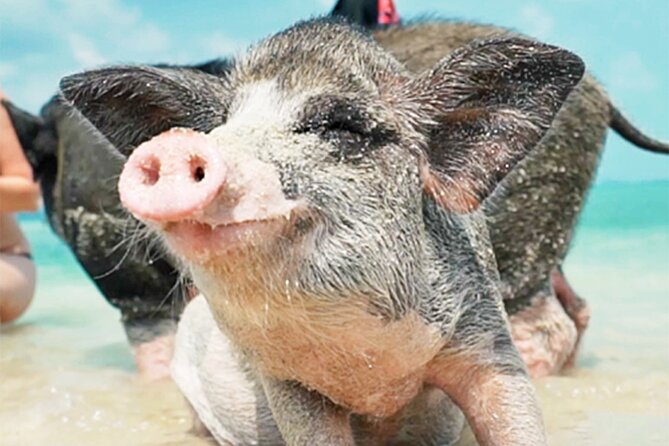 kohsamui.tours - Pig Island Snorkeling Eco Tour by Speed Boat - Koh Tan snorkeling: what intact coral reef means for your time in the water
