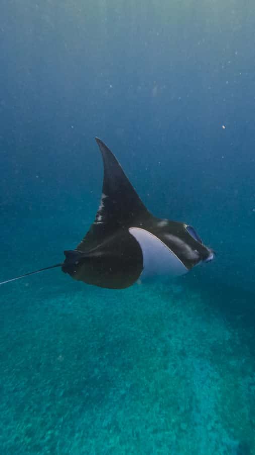 Komodo Full Day Speedboat Tour from Labuan Bajo - Manta Point: your best shot at giant manta rays