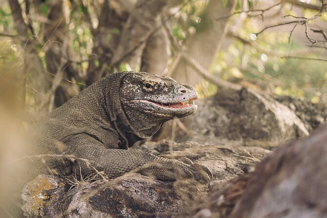 Komodo Islands with Speedboat in Labuhan Bajo - Padar Island Steps: The View That Makes the Morning Worth It