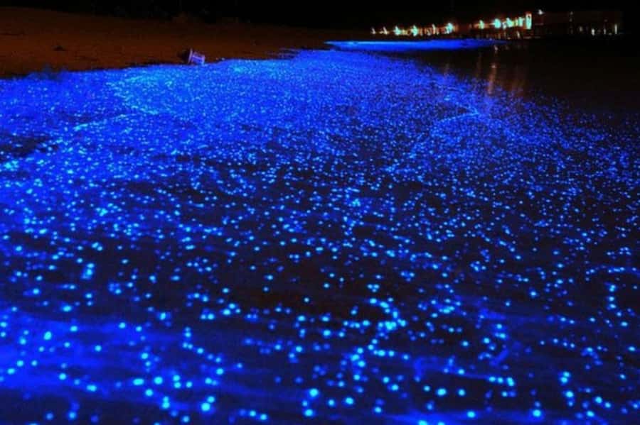 Krabi: 7 Islands Tour with Sunset and Plankton by Speedboat - Bioluminescent plankton: the short magic window at the end