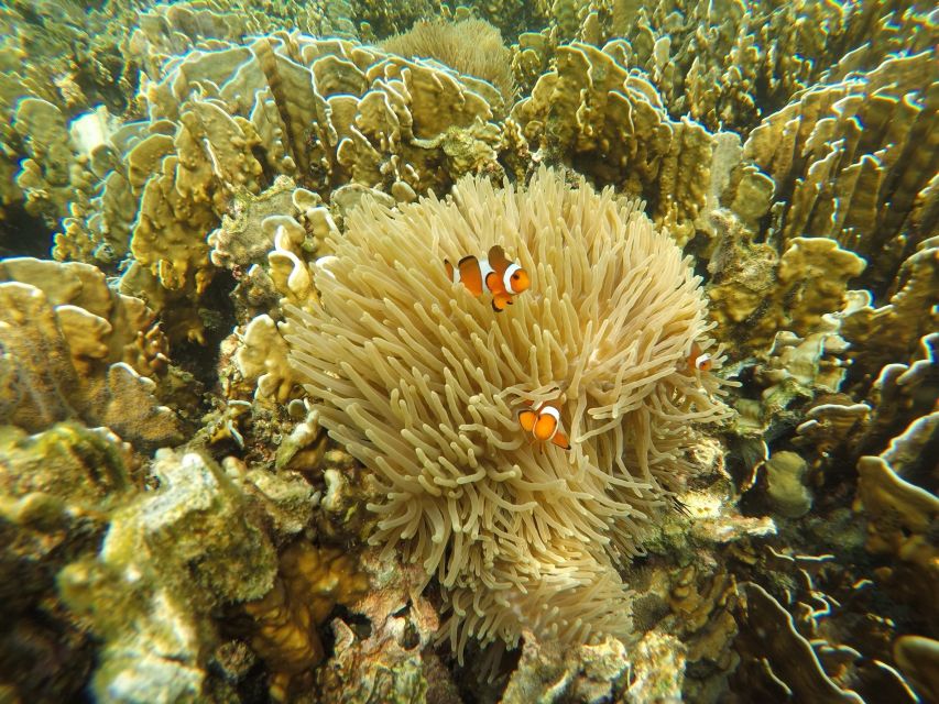 Krabi: Koh Rok & Koh Haa Hidden Snorkeling Tour by Speedboat - Koh Haa snorkel: second pass at the underwater world