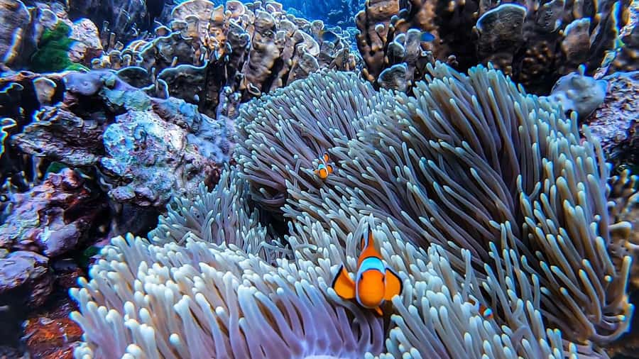 Krabi: Phi Phi Islands Full-Day Private Speedboat Charter - Bamboo Island: the best use of your afternoon