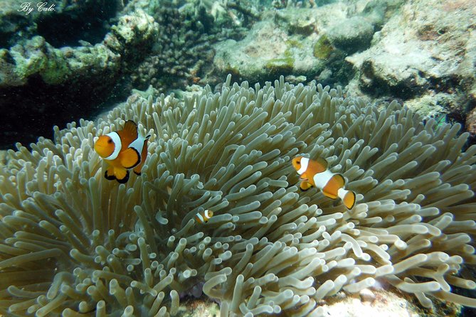 Krabi to James Bond and Hong Islands Offbeat Speedboat Tour - Price and Value: What Your $132.08 Actually Buys