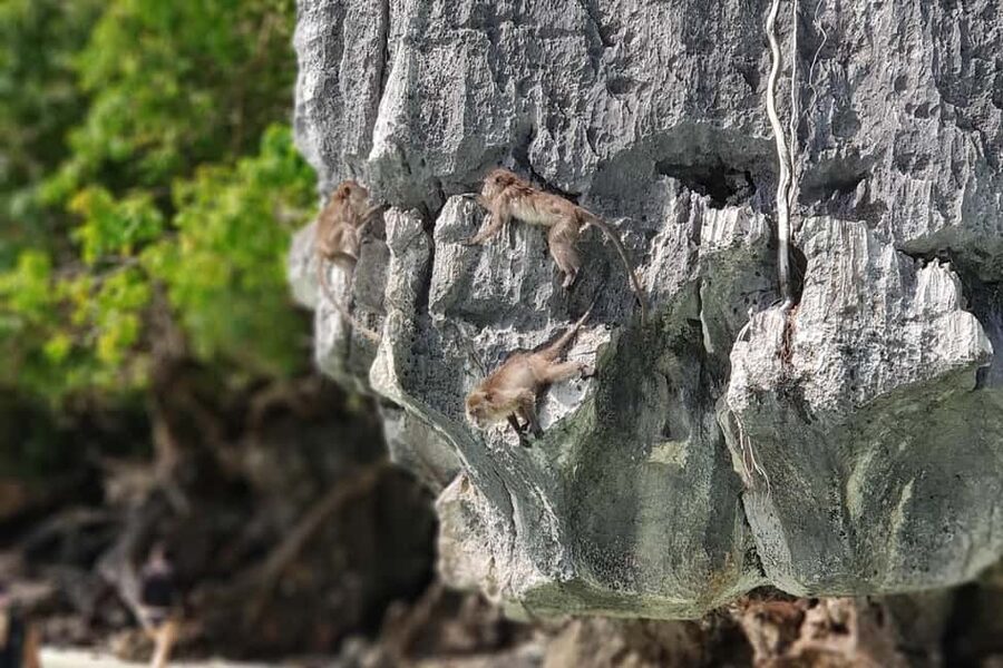 Krabi: Ultimate Phi Phi & Maya Bay Ascent by Speedboat - Viking Cave and Monkey Beach: quick photo stops that still help the day