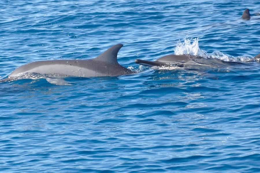 La Preneuse: Dolphin Swimming and Snorkeling Speedboat Trip - La Preneuse Beach start: getting the timing right