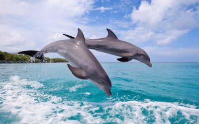 La Preneuse: Dolphin Swimming and Snorkeling Speedboat Trip - The 7:30 AM speedboat run: how the guide boosts your chances